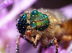 Grand Prize winner - striped horsefly by Mickey C. Moten